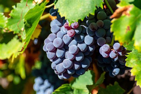 What Is Carignan Wine? A Guide to the Carignan Grape Variety