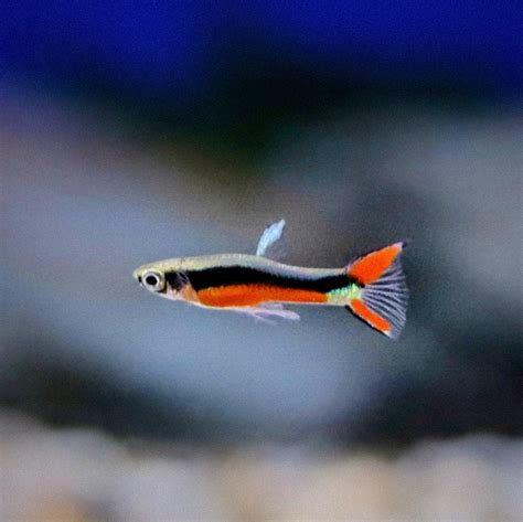 N Endler S Livebearer Male Sweet Knowle Aquatics Online Shop