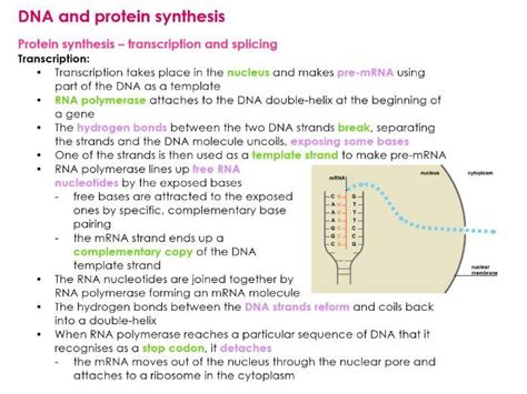 AQA A Level DNA AND PROTEIN SYNTHESIS Biology notes for NEW 7402 SPEC ...