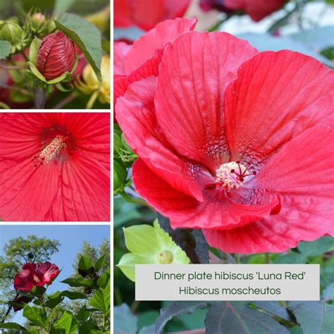 Dinner Plate Hibiscus Care Grow Huge Hardy Hibiscus Flowers