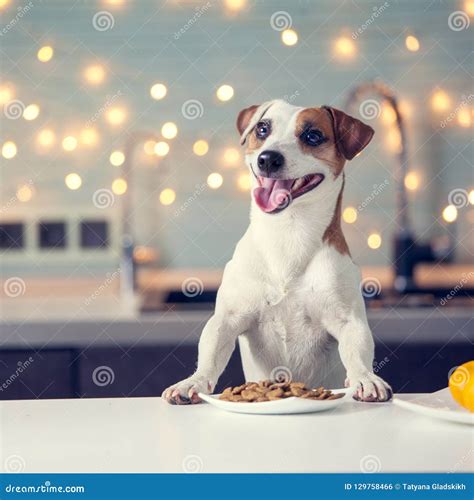 Dog eating food at home stock photo. Image of winter - 129758466