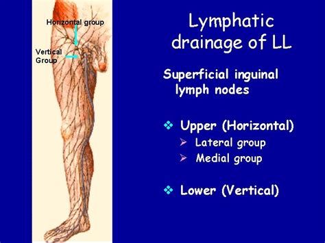 lymphatic  venous drainage   limb veins