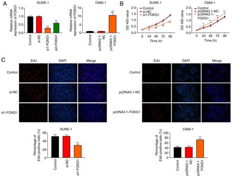 Foxg Improves Mitochondrial Function And Promotes The Progression Of