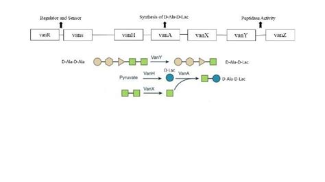 B Working Of VanA Operon To Synthesize D Ala D Lac A Higher