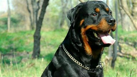 Rottweiler Dog Breed Price Lifespan Traits And Characteristics