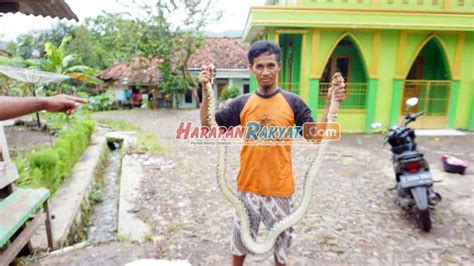 Ular Piton Di Masjid Maroko Garut Bikin Geger Warga