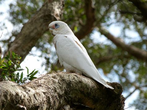 06 Cacatoès Corella Cacatua Sanguinea Little Corella Flickr