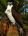 Category:Birds of Lake Woodruff National Wildlife Refuge - Wikimedia ...