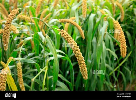 Foxtail Millet History at Erica Laforge blog