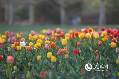 组图：“郁”见美好！邂逅美丽花海