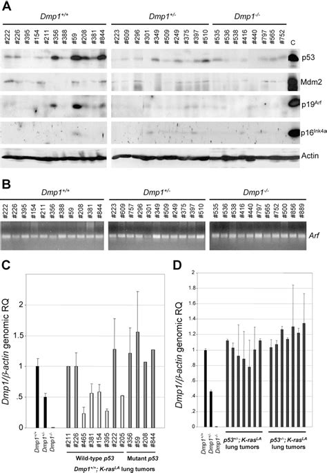 Figure From Mutually Exclusive Inactivation Of Dmp And Arf P In