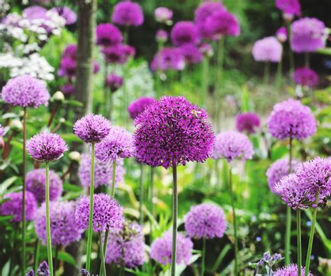 8 Flowering Alliums For Showstopping Beds And Borders | Gardening Know How