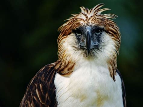 Philippine Eagle Fun Facts: 12 Things to Know About the Largest Eagle