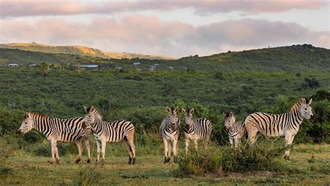 Best Place To See Rhinos In South Africa Hluhluwe IMfolozi Park