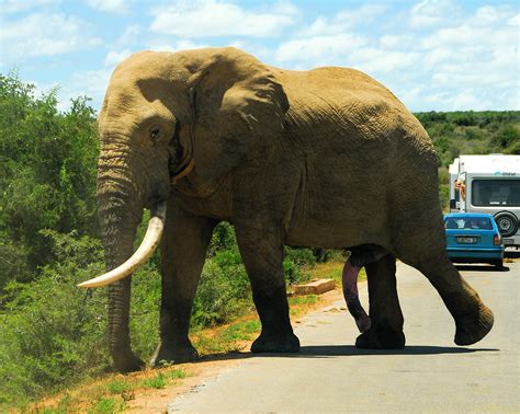 Five-legged elephant – Addo Elephants