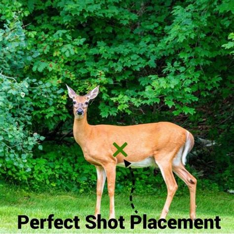 Deer Hunter 2022 Heart Shot