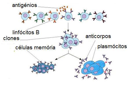 biologia 12ºano