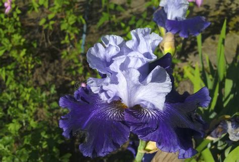 Dark blue iris stock photo. Image of good, flora, ireland - 95471100