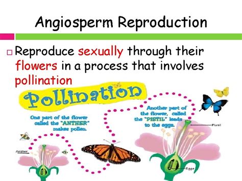 Angiosperms Flowering Plants That Reproduce Sexually Through Their