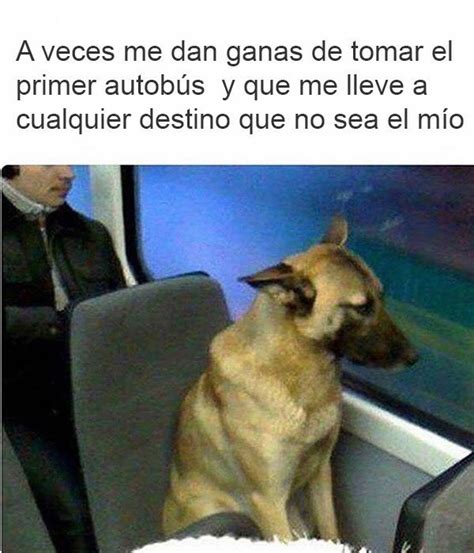 10 Memes De Gatos Y Perros Que Te Harán El Día Mascotas Taringa