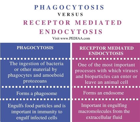 What Is The Difference Between Phagocytosis And Receptor Mediated