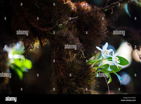 Coelogyne Nitida Orchid Growing In A Highland Forest On Doi Inthanon