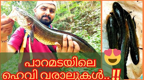 പാറമടയിലും വരാൽ ഉണ്ടായിരുന്നോ Snakehead Fishing Kerala Kerala