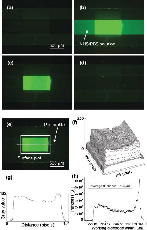 A Schematic Drawing Of Chitosan Electrodeposition At The Negatively Download Scientific