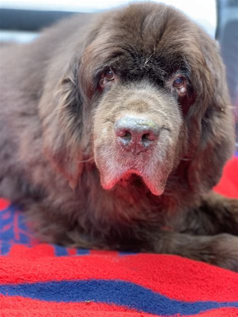 How To Determine Your Senior Newfoundland's Quality Of Life - My Brown ...