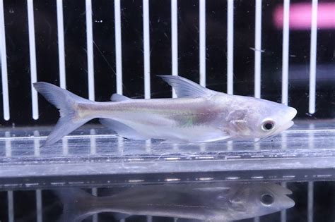 【淡水魚】【通販】レア種 プラチナ パールン【1匹 サンプル画像】±7 8cm大型魚生体熱帯魚nko ペットバルーン