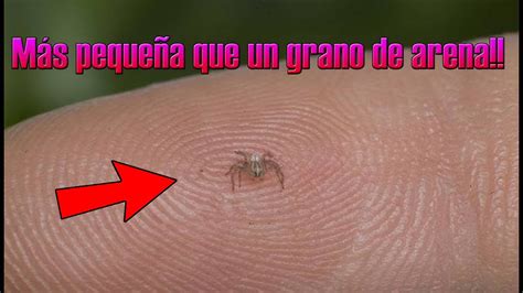 Conoce La araña más pequeña del mundo l Paru Marplesi YouTube