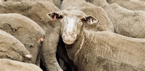 New Findings Show Australian Sheep Face Dangerous Heat Stress On Export