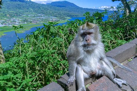 5 Best Places To See Monkeys In Bali