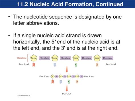 Ppt Nucleic Acids—big Molecules With A Big Role Powerpoint