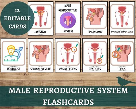 Male Reproductive System Flashcards Male Human Anatomy Busy Book