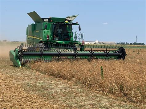 Pisello Proteico Da Filiera Controllata Al Via La Raccolta