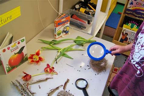 Growing In Pre K Home Preschool Science Kindergarten Science Reggio Classroom