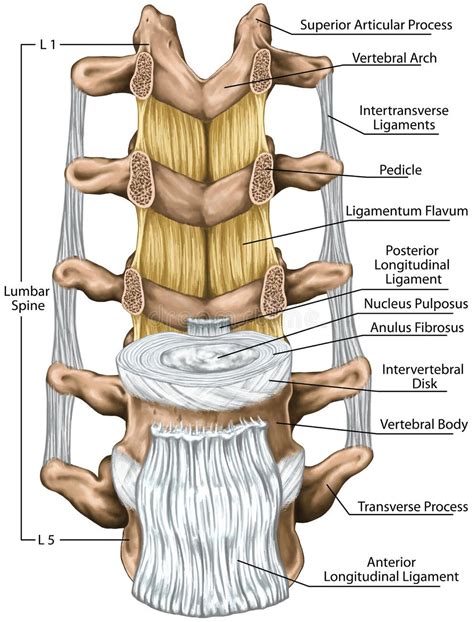 ligamentum flavum stock illustrations  ligamentum flavum stock