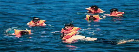 Snorkeling in San Jose del Cabo - Cabo Arch Adventures