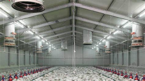 Steel Structure Chicken House Luoyang Trond Steel Structure