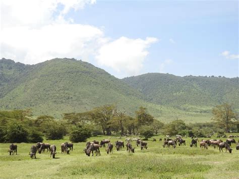 2 Tage Tansania Camping Safari GetYourGuide