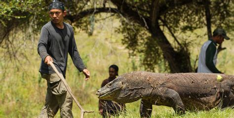 Komodo Dragon Attacks On Humans