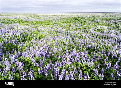 Iceland Flowers Stock Photos & Iceland Flowers Stock Images - Alamy