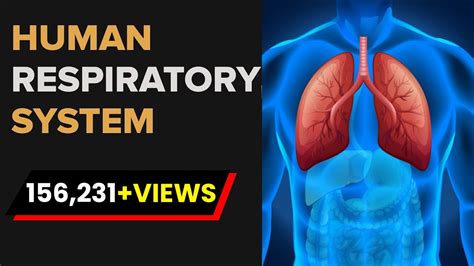 Human Respiratory System Model Labeled