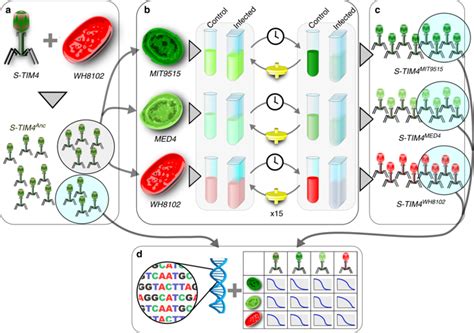 Adaptation To Sub Optimal Hosts Is A Driver Of Viral Diversification In