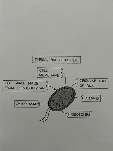 Bio Diagrams Flashcards Quizlet