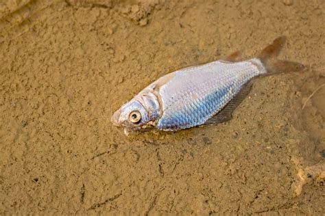 Dode Vissen Op Het Strand Beeld Opgezet Met Verfraaid Biohazard