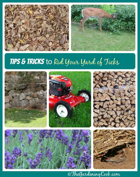 How to Get Rid of Ticks around your Yard - The Gardening Cook