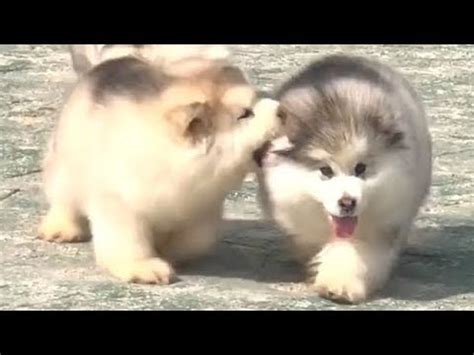 Are Malamute Puppies Fluffy