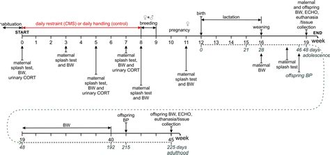 Age And Sex Dependent Cardiovascular Impact Of Maternal Perinatal